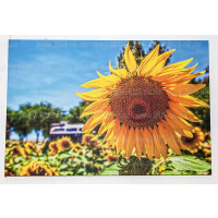Canvas picture "Sunflowers with Typ gallery