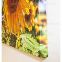 Leinwandbild Sonnenblumen mit  T2  Abm.120/80 2